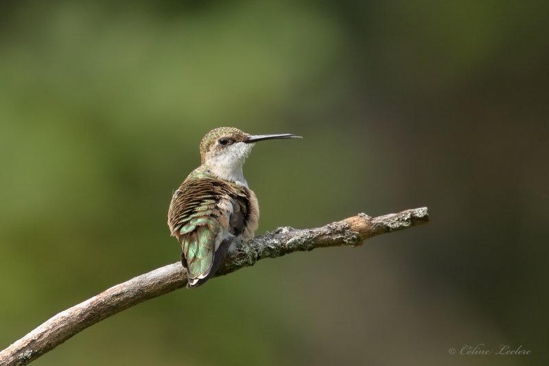 Colibri  gorge rubis Y3A0444 - Ruby-throated Hummingbird