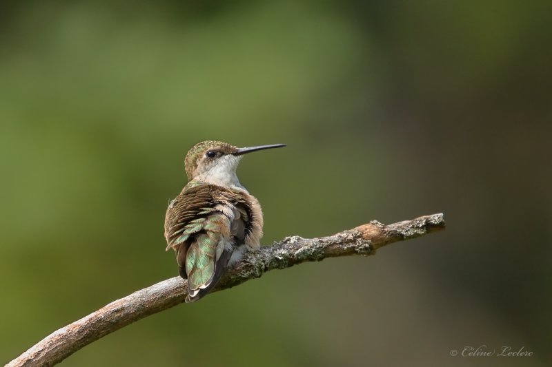 Colibri  gorge rubis Y3A0451 - Ruby-throated Hummingbird