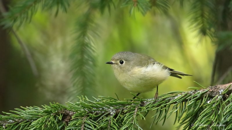 Roitelet  couronne rubis Y3A0218 - Ruby-crowned Kinglet