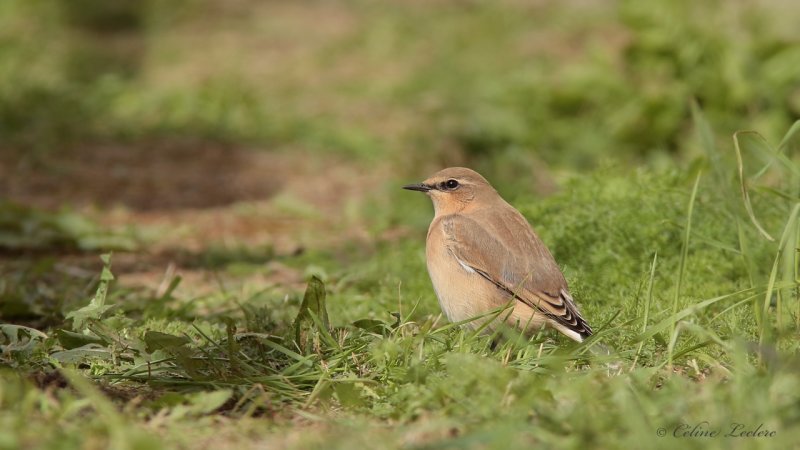 Traquet motteux 9612 - Northern Wheatear
