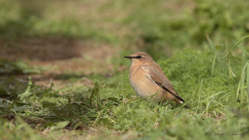 Traquet motteux 9616 - Northern Wheatear