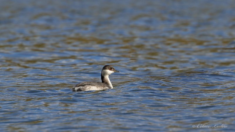 Grbe esclavon Y3A1538 - Horned Grebe