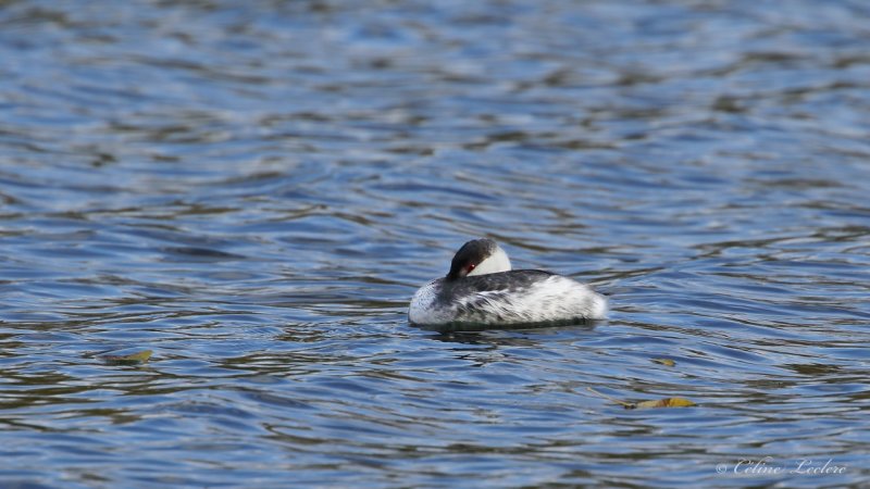 Grbe esclavon Y3A1518 - Horned Grebe
