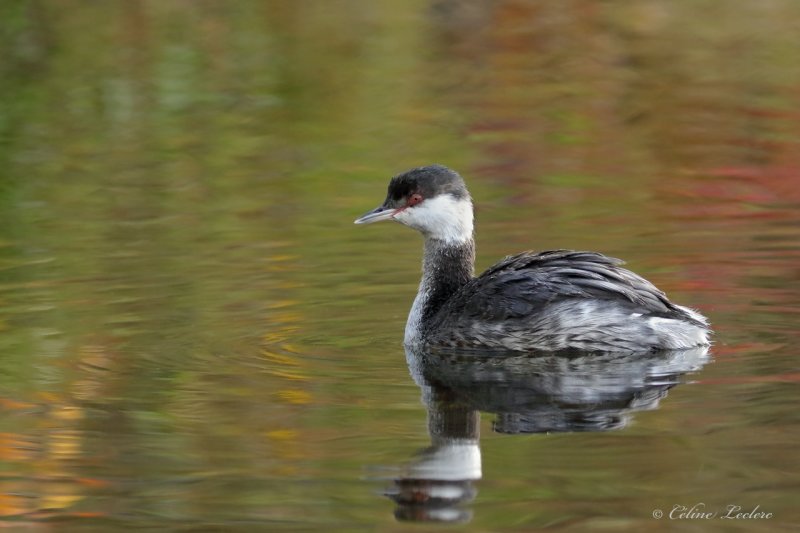 Grbe esclavon Y3A2050 - Horned Grebe