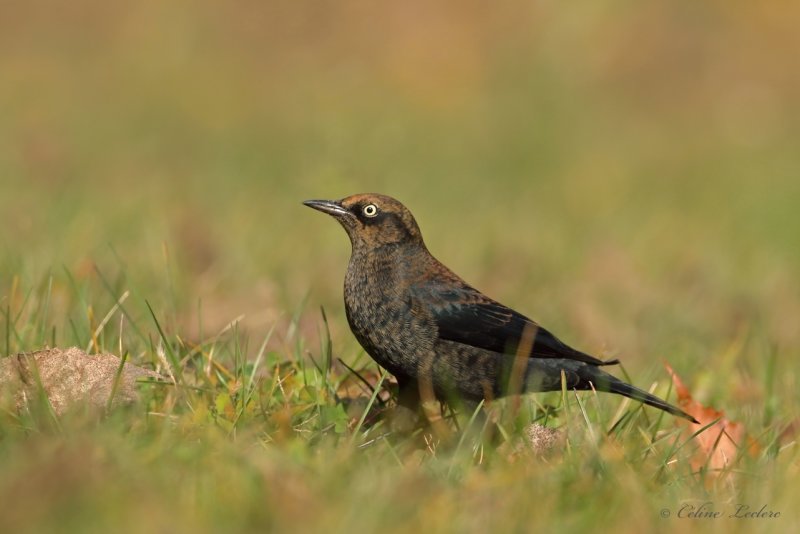 Quiscale rouilleux Y3A1449 - Rusty Blackbird
