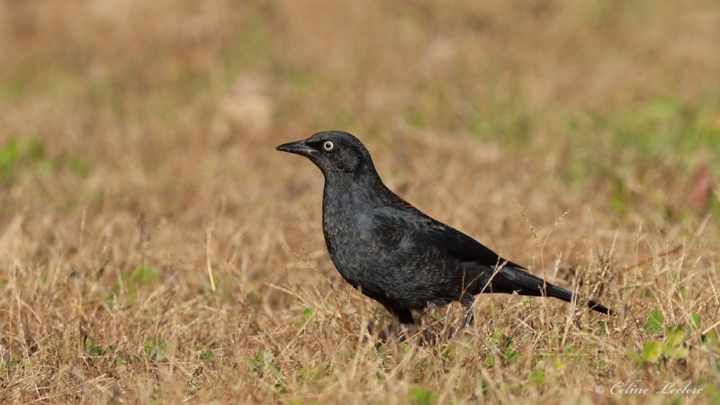 Quiscale rouilleux Y3A1910 - Rusty Blackbird