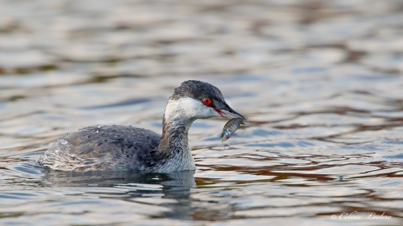 Grbe esclavon Y3A2015 - Horned Grebe