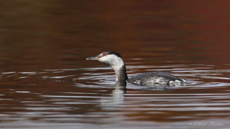 Grbe esclavon Y3A2302 - Horned Grebe