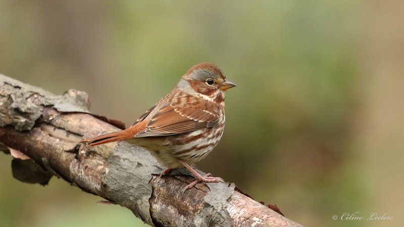 Bruant fauve Y3A2395 - Red Fox Sparrow