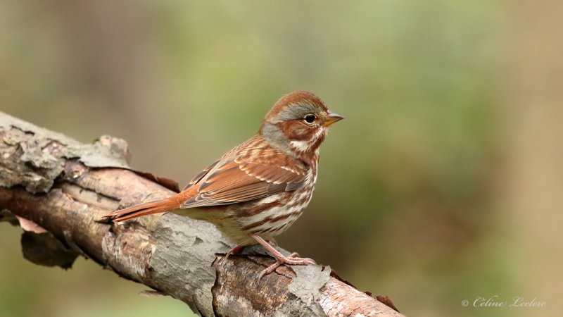 Bruant fauve Y3A2396 - Red Fox Sparrow