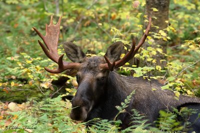 Orignal_2268 - Moose