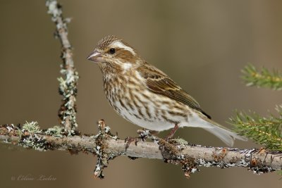 Roselin pourpr_Y3A6726 - Purple Finch