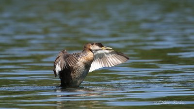 Grbe jougris_Y3A5371 - Red-necked Grebe