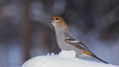 Durbec des sapins_Y3A0717 - Pine Grosbeak