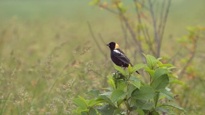 Goglu des prs Y3A9217 - Bobolink