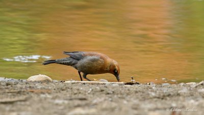 Quiscale rouilleux Y3A1739 - Rusty Blackbird