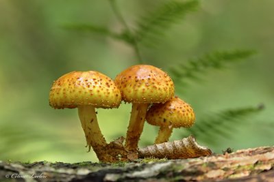 g12/73/1016273/3/172022872.qkt7F8j0.jpg
