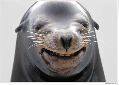 smiling seal.jpg