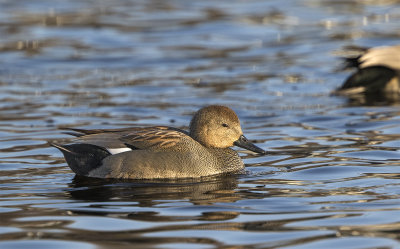 Gadwall ad male Lunds RV Jan 6644 riktig .jpg
