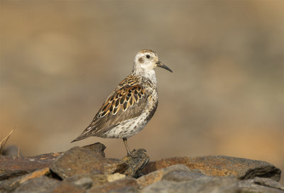 Rock sandpiper Teller road June 4924.jpg