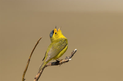 Wilson´s warbler Sinuk river June 7964.jpg