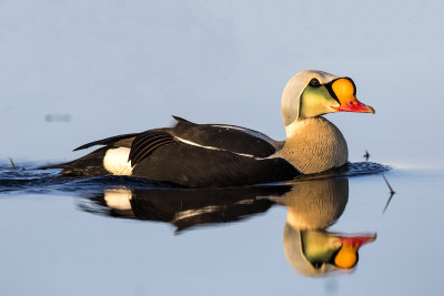 King eider adult male Gas Well road June 5909.jpg