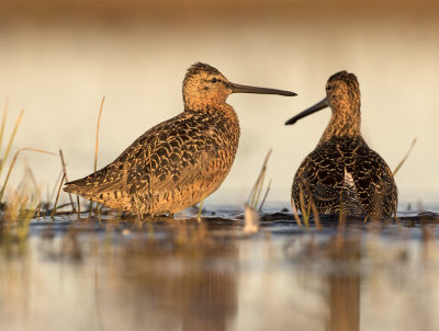 Long-billed dowitcher Gas Well road Barrow June 6043.jpg