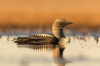 Pacific diver 0622 Gas Well road Barrow June adult.jpg