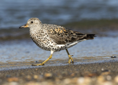 Surfbird 2908 Nome River mouth June.jpg