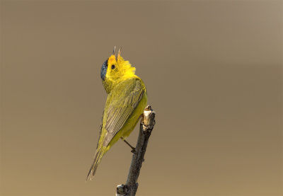 Wilson´s warbler Sinuk river June 8243.jpg