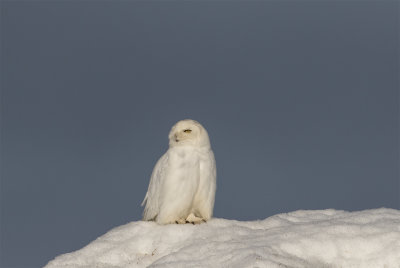 Snowy owl adult male Apayauk street, Barrow 3573.jpg