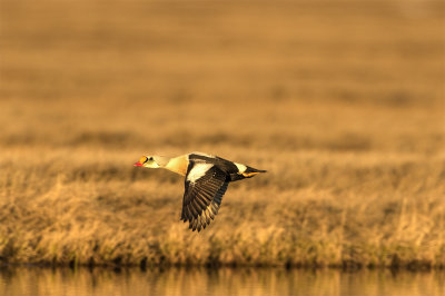 King eider adult male flying Freshwater lake Barrow June 9568.jpg