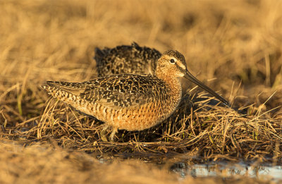 Long-billed dowitcher Cakeatter road Barrow June 9170.jpg