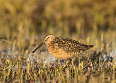 Long-billed dowitcher Fresh water lake Barrow June.jpg