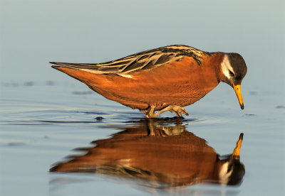 Red phalarope female Gas Well road Barrow June 9450.jpg
