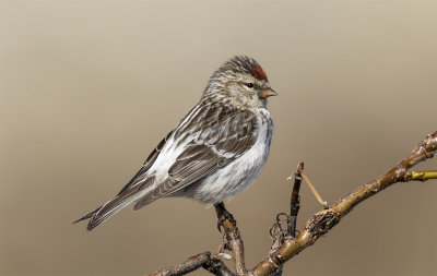 Hoary redpoll female Teller road June 8295.jpg