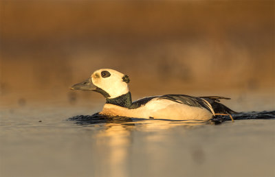 Steller´s eider adult male Gas Well road Barrow June 2067.jpg