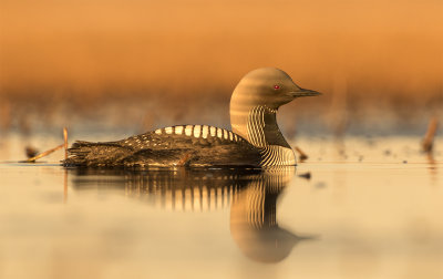 Pacific diver adult Gas Well road Barrow June 0604.jpg