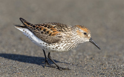 Western sandpiper Nome river mouth June 3489.jpg