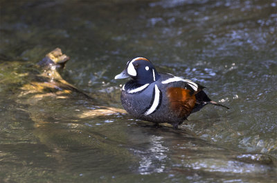 Harlequin duck male Anchorage creek June 0932.jpg