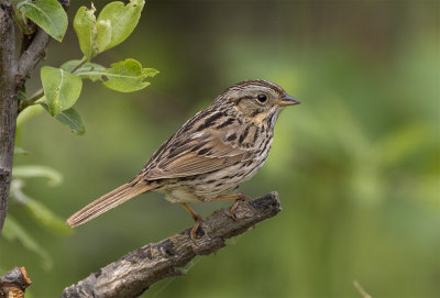 Lincoln´s sparrow Arctic valley June 0444.jpg