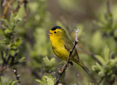 Wilson´s warbler male Anchorage June 0408.jpg