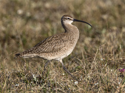 Whimbrel hudsonicus Kougarok road June 2454.jpg