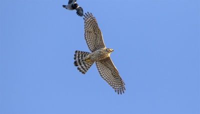 Goshawk juvenile female Falsterbo October 7182.jpg