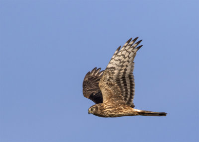 Hen harrier female type Nabben September 2952.jpg
