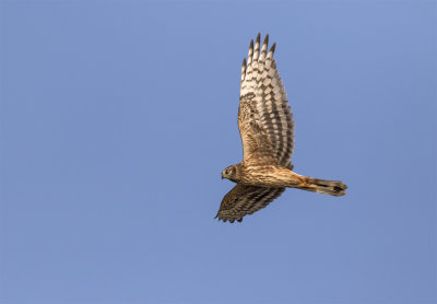 Hen harrier adult female Nabben September 2957.jpg