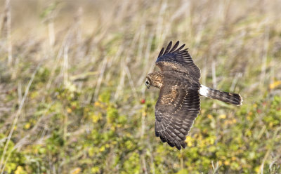 Hen harrier juvenile above Nabben September 3779.jpg