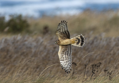 Hen harrier juvenile Falsterbo October 6837.jpg