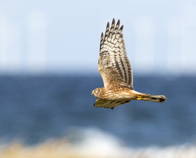 Hen harrier juvenile Nabben September 3806.jpg