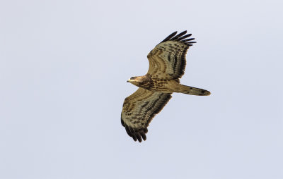 Honey buzzard juvenile August Falsterbo 0601.jpg